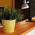 Basic Madera | Producto | Retal Outlet | Retal de Pino Radiata Lama Continua Con Nudos (imagen mini 6)